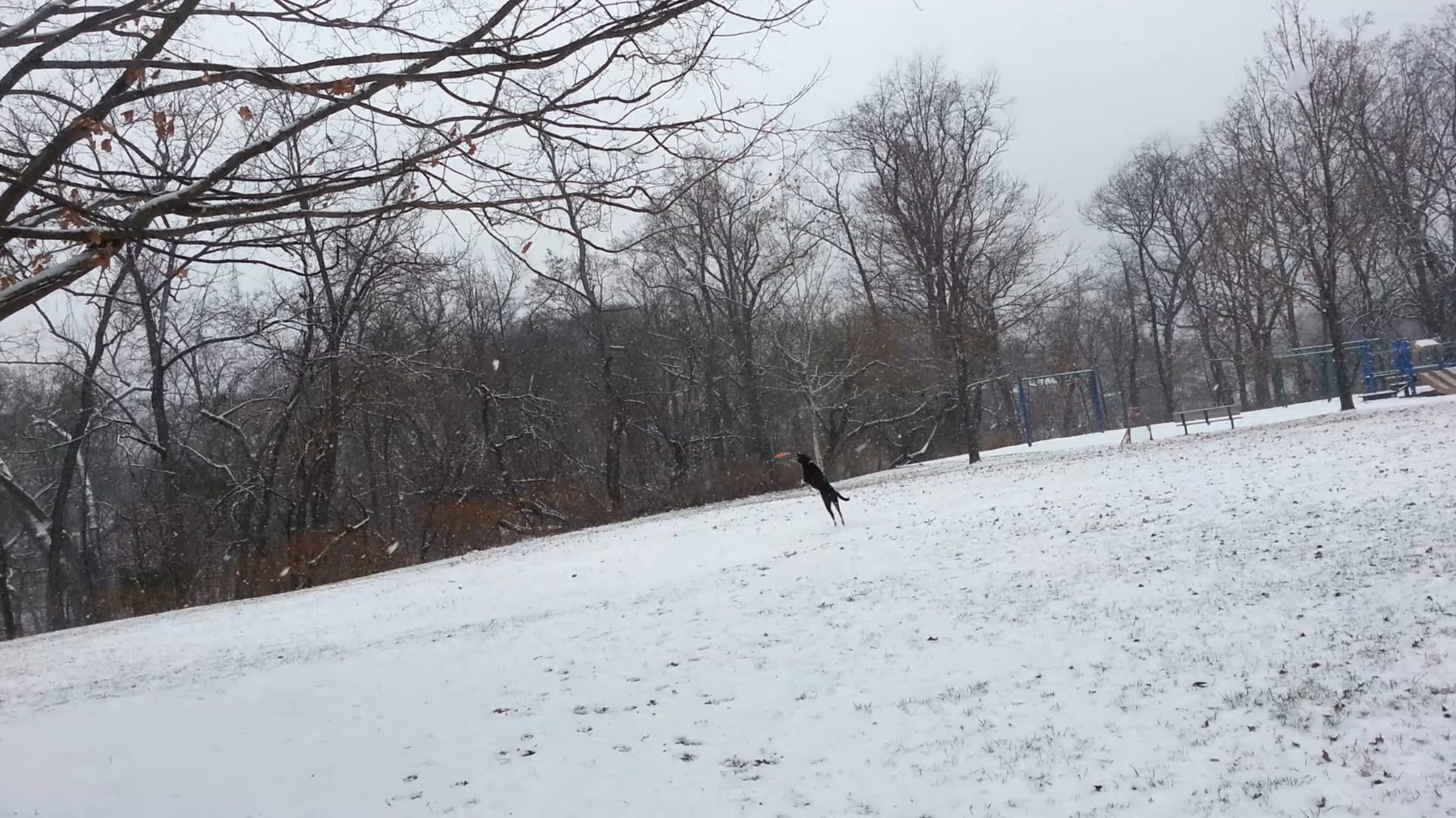 Fetching in a Snow Storm
